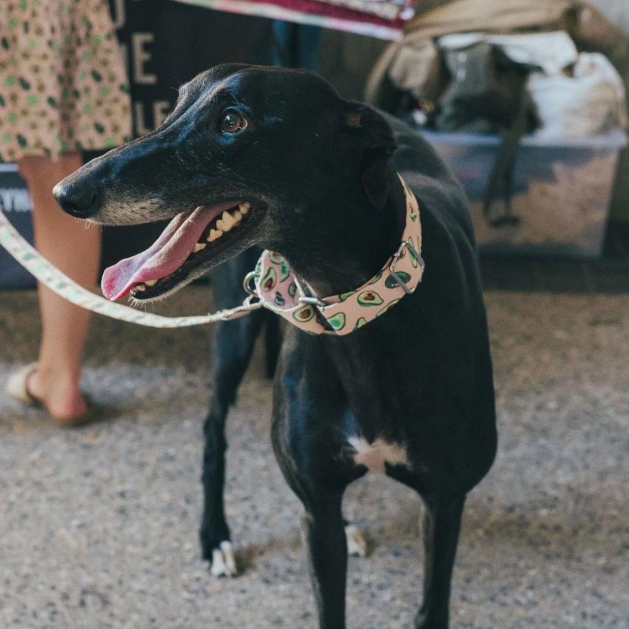 Martingale Collar & Lead