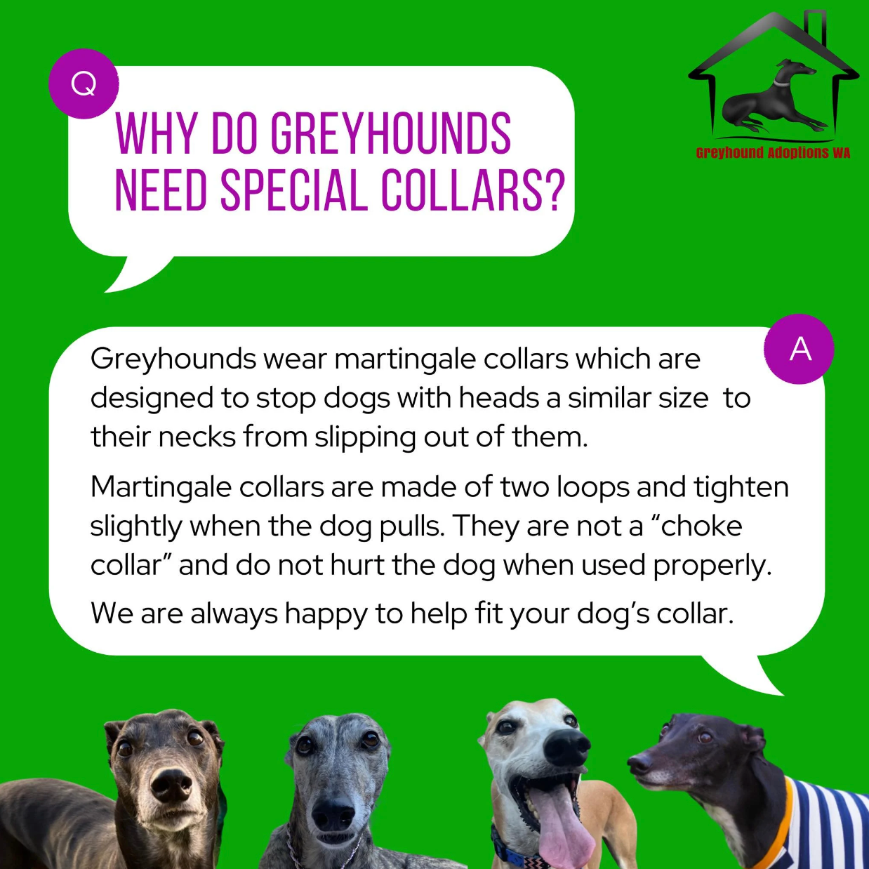 Martingale Collar & Lead