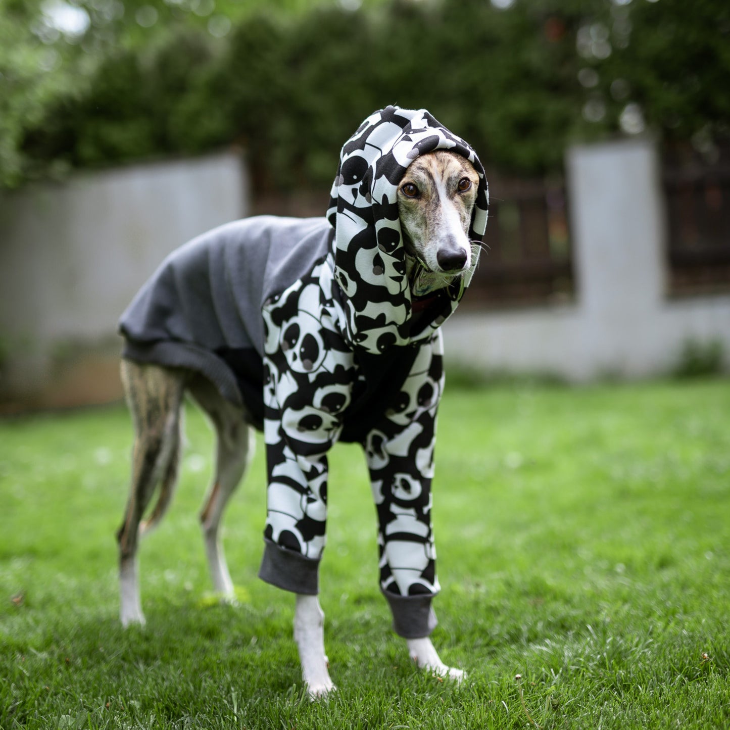 Greyhound Hoodie / Jumper in S/M/L