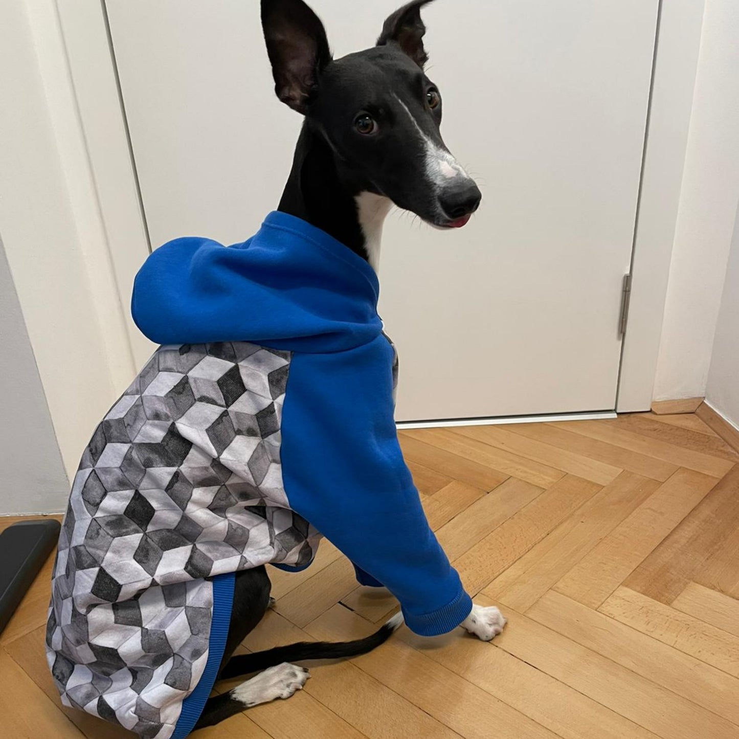 XXL/XL/L Italian Greyhound Hoodie / Jumper